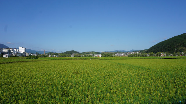 中峰贡米基地稻田