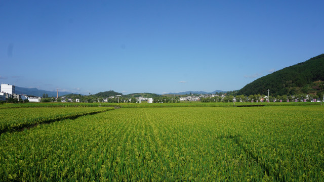 中峰贡米基地全景