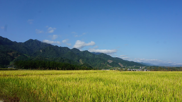 中峰贡米基地金色大地