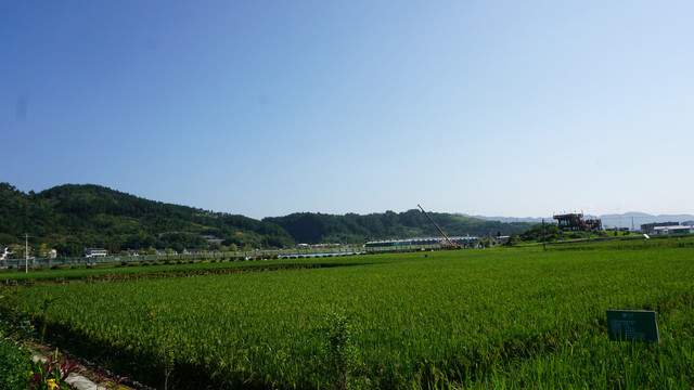 中峰贡米基地稻田一