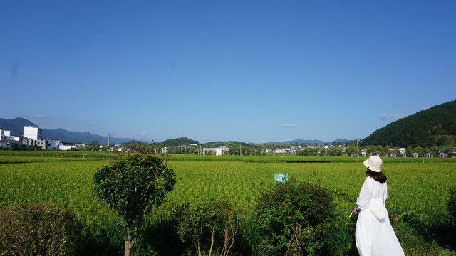 中峰贡米基地游人