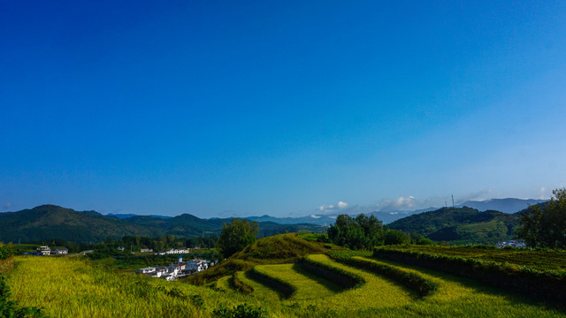 中峰贡米基地风光五