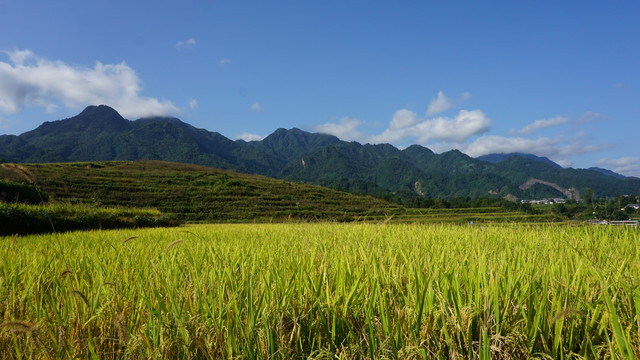 贡米基地一