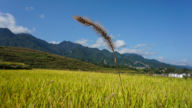 贡米基地二