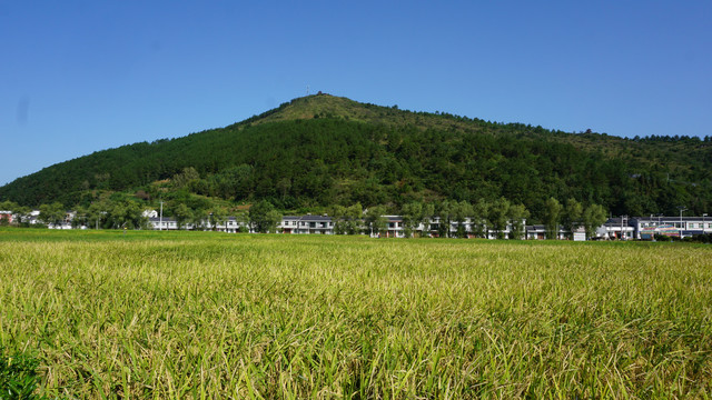 贡米基地四