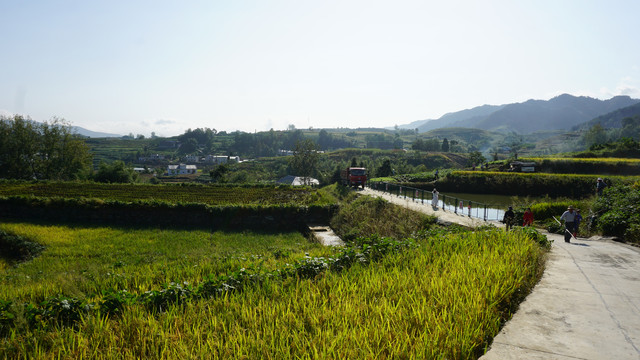 中峰贡米三