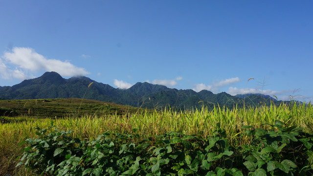 中峰贡米二