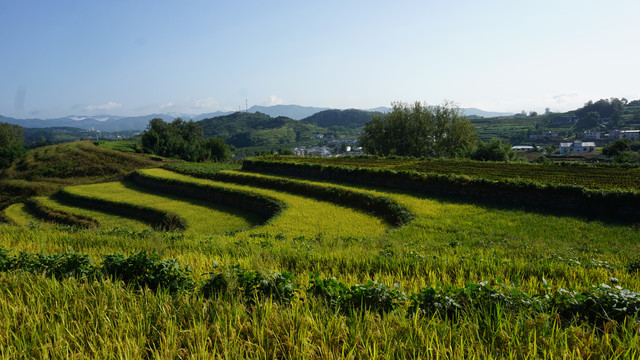 中峰贡米基地五