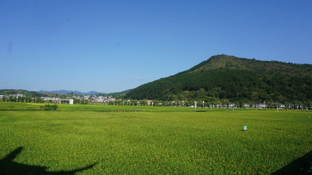 中峰贡米基地二