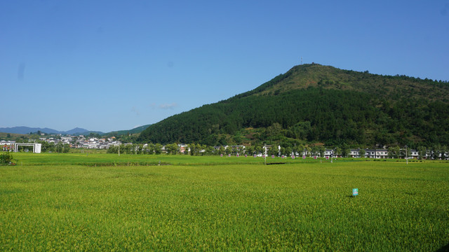 中峰贡米基地三