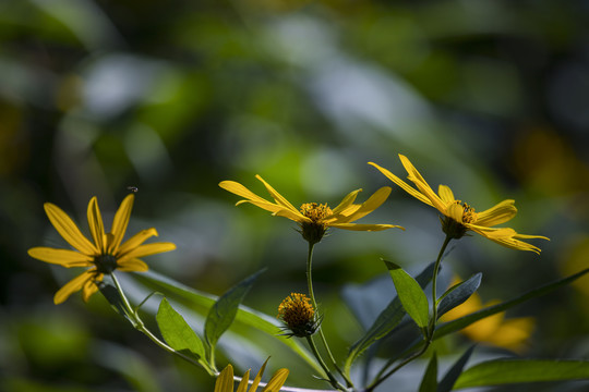 黄花