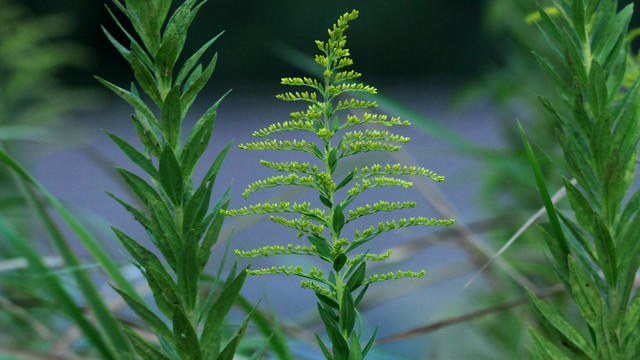 加拿大一枝黄花