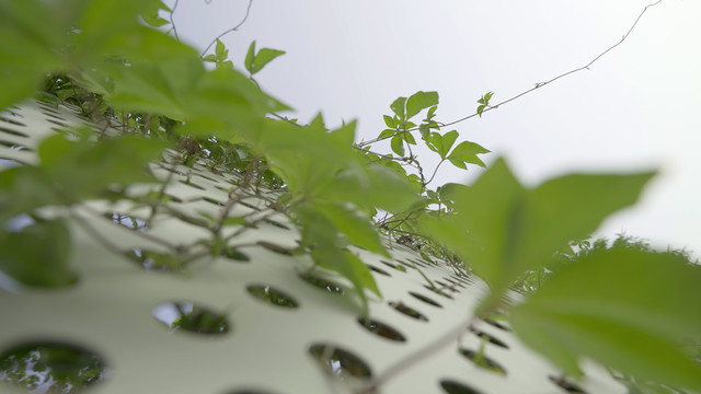 藤蔓植物