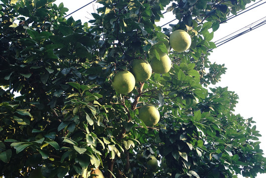 柚子树上的柚子