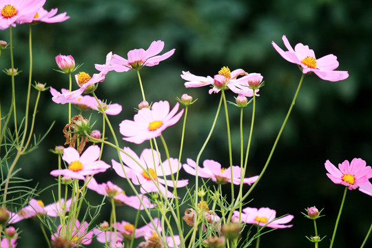 格桑花