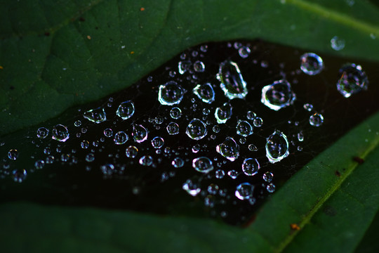 露珠特写