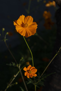 波斯菊特写