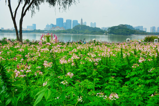 湖边的醉蝶花