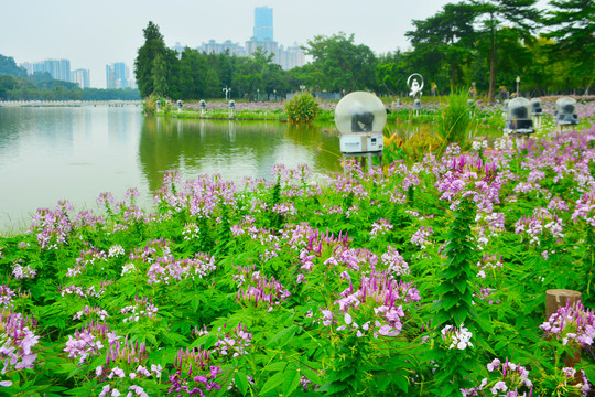 湖边的蝶醉花