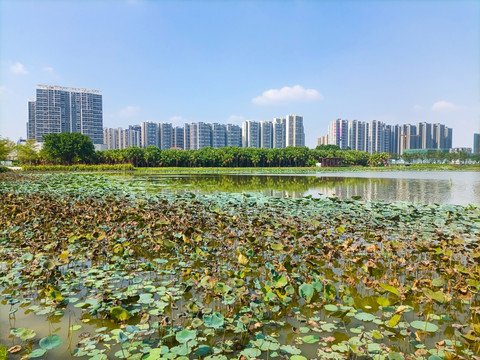 秋色湖景