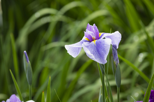 曼妙花菖蒲