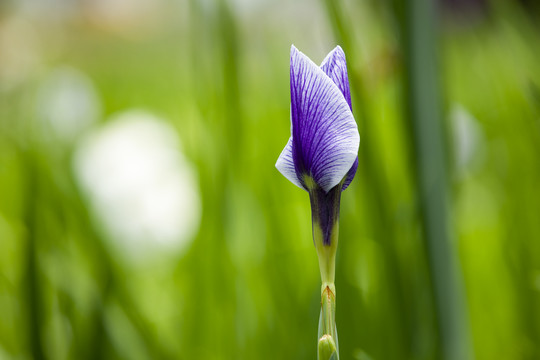 曼妙花菖蒲