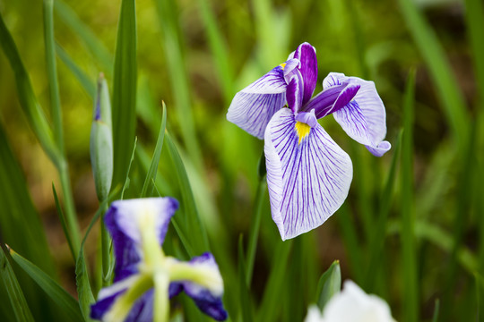 曼妙花菖蒲