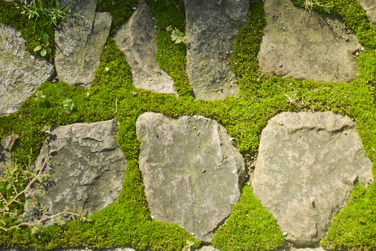石块与苔藓
