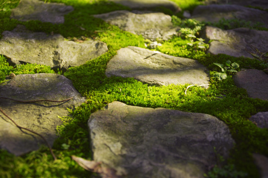 阳光青苔路面