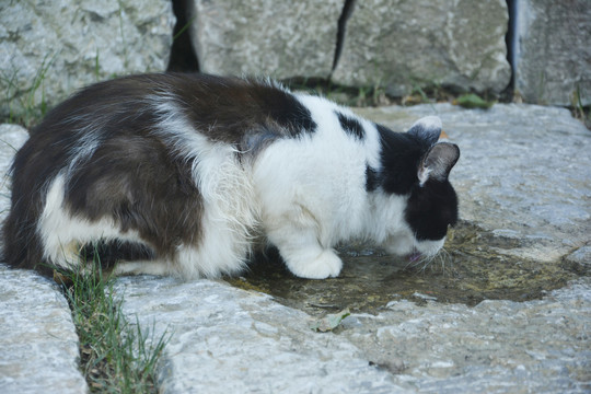 喝水的野猫