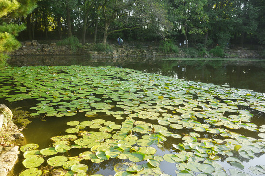 池塘睡莲