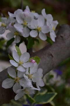 苹果花春意正浓