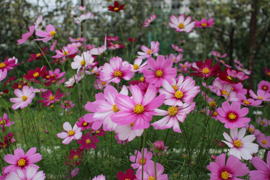 格桑花波斯菊