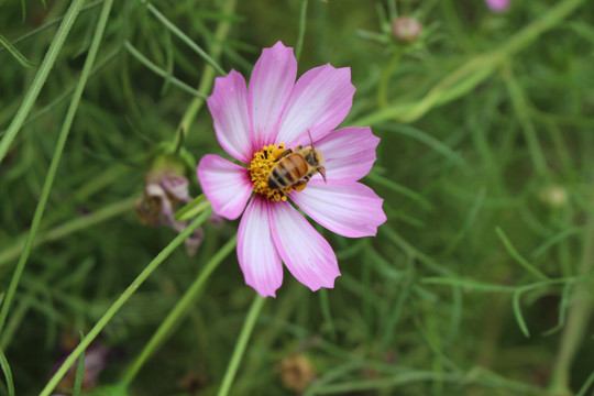 波斯菊