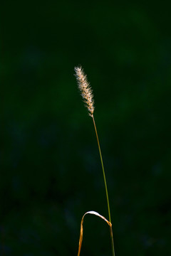 狗尾巴草