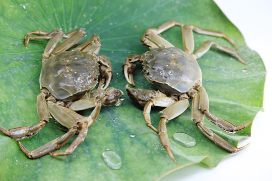 阳澄湖大闸蟹