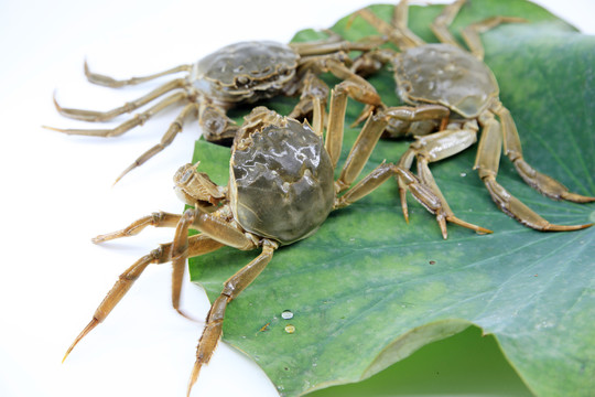 阳澄湖大闸蟹