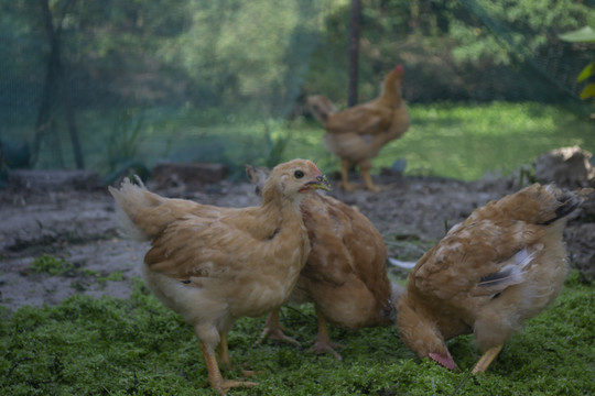 母鸡觅食家禽生态