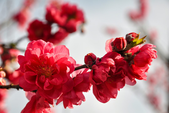 红艳艳的樱花
