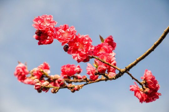 红艳艳的樱花