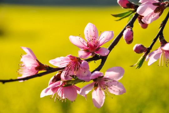 金灿灿的云南师宗罗平油菜花