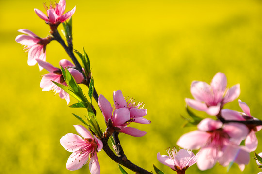 金灿灿的云南师宗罗平油菜花