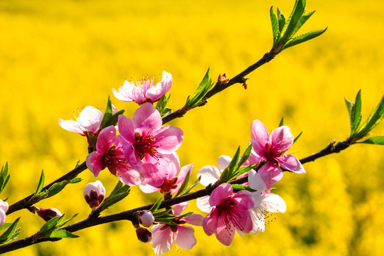 金灿灿的云南师宗罗平油菜花