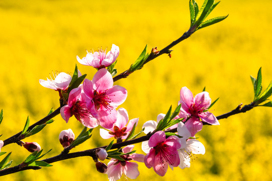 金灿灿的云南师宗罗平油菜花