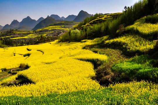 金灿灿的云南师宗罗平油菜花