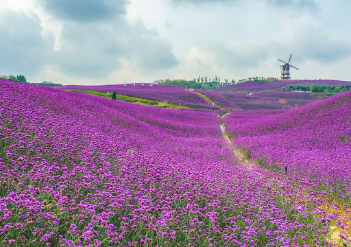 黔北花海杉坪花海