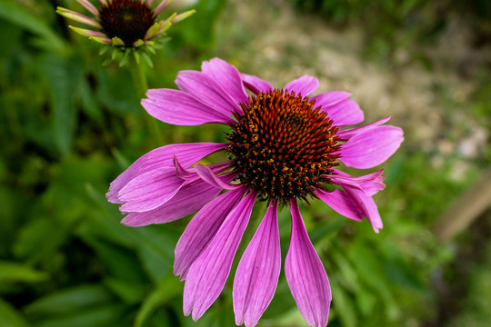 紫锥菊