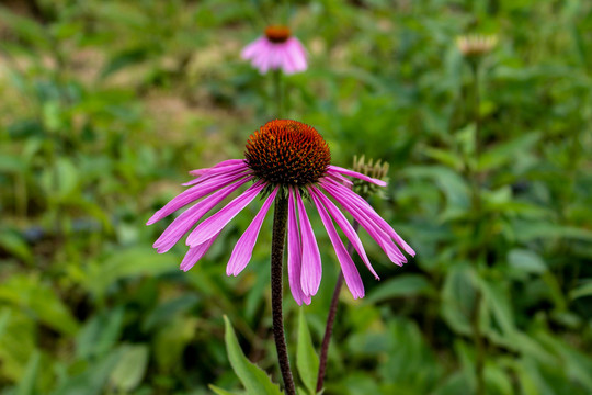 松果菊