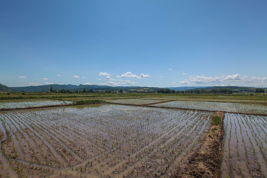 海兰江畔水稻田