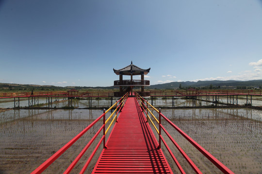 海兰江畔水稻田